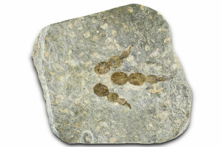 Dinosaur (Grallator) Track - Negative Impression #366834